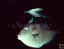 Triggerfish underwater