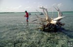 Wader and stranded tree