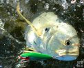 Crevalle jack