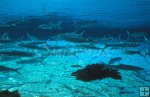 Schooling ladyfish