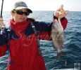 Lady angler, gray grunt