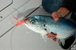 Skirt and treble hooks