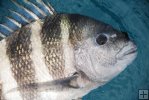 Sheepshead closeup