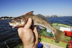 Whiting caught from jonboat