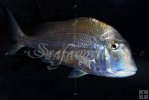 Porgy Porgy