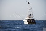 Frigate bird overhead