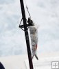 Flying fish rigged