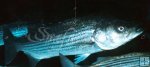 Striped bass Striped bass
