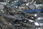 Mixed baits
