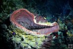Giant sponge