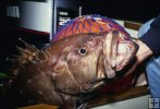 Snowy grouper