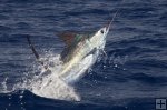 Blue marlin speeding away