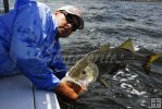 Big snook, Capt. Mark Cowart