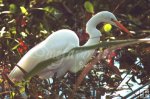 Egrets