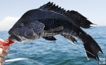 Tired sea bass
