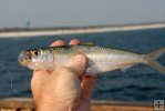 Fresh Spanish sardine