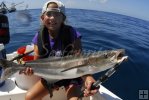 Shrimpboat cobia
