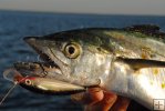 Spanish mackerel and Rapala lure