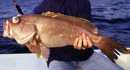 yellowedge grouper
