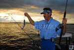 Tarpon bait ready to go