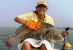 Black Drum Black Drum