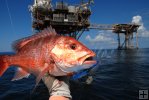 Red snapper, Gulf platform