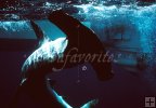 Underwater hammerhead