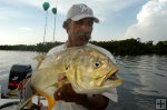 Jack crevalle Honduras