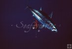 Skipjack underwater
