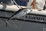 Gaffing bonito into Grady White