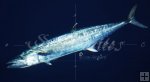 Kingfish, King Mackerel Kingfish, King Mackerel