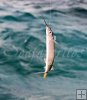 Ballyhoo on tiny hook