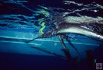 Sailfish underwater