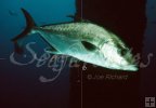 Amberjack Amberjack