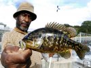 Warmouth sunfish