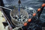 Dipping from purse seine