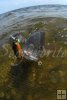 Redfish on Rapala-2