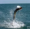 Tarpon Jumping