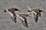 Oystercatcher