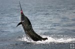 Jumping Pacific sailfish