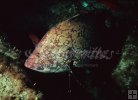Marbled grouper