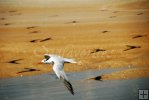 Royal tern with many friends