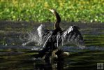 Anhinga