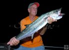 Schoolie kingfish at night