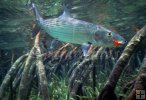 Bonefish Bonefish