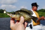 Warmouth and angler