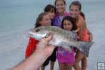 Gray snapper and fans