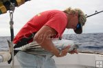 Big skipjack tuna as bait