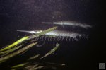 Two gar underwater