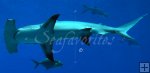 Hammerhead shark